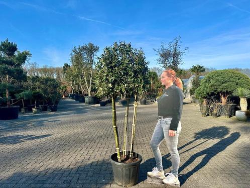 Groenblijvende steeneik (Quercus ilex) 3 stammig te koop!!!, Tuin en Terras, Planten | Bomen, Overige soorten, 100 tot 250 cm