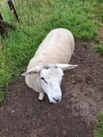 Ramlam swifter, Dieren en Toebehoren, Schapen, Geiten en Varkens, Mannelijk, Schaap, 0 tot 2 jaar