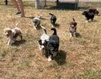 Raszuivere Australische herder / Australian sheperd pups, Dieren en Toebehoren, 8 tot 15 weken, CDV (hondenziekte), Meerdere, Meerdere dieren