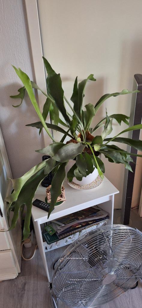 mooie hertshoorn ( Platycerium Bifurcatum ), Huis en Inrichting, Kamerplanten, Overige soorten, Minder dan 100 cm, Groene kamerplant