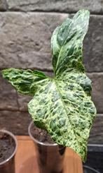 Syngonium mottled mojito, Huis en Inrichting, Kamerplanten, Overige soorten, Minder dan 100 cm, Groene kamerplant, Halfschaduw