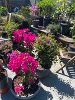 2 prachtige forse bougainvillea in mooie luxe potten!!, Tuin en Terras, Planten | Tuinplanten, Volle zon, Vaste plant, Zomer, Ophalen