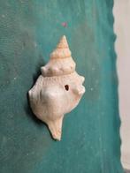 schelp perlmutt, Ophalen of Verzenden, 'T Olde Gre-j, Info@toldegrej.nl, Endepoelstraat 20f Didam