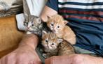 Nestje Siberische kittens, Dieren en Toebehoren, Meerdere dieren, Gechipt, 0 tot 2 jaar