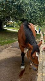 Gezocht verzorgpony, Ophalen