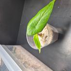 alocasia scalprum, Ophalen of Verzenden, Halfschaduw, Minder dan 100 cm