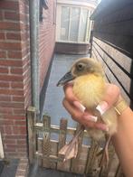 2 leuke loopeendjes, Dieren en Toebehoren, Pluimvee, Eend