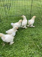 Witte brahma, Dieren en Toebehoren, Pluimvee, Geslacht onbekend, Kip
