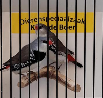 Diamantvinken  beschikbaar voor biedingen