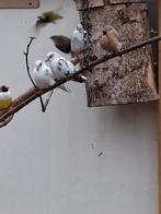 Bonte diamantduifjes, Meerdere dieren, Overige soorten