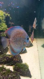 7 Discusvissen, Dieren en Toebehoren, Vissen | Aquariumvissen, Vis