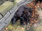 Zwarte Labrador X 3/4AustralianShepherd 1/4BernerSennen Pups, Rabiës (hondsdolheid), 8 tot 15 weken, Labrador retriever, Meerdere