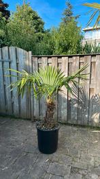 Prachtige palmboom, Halfschaduw, 100 tot 250 cm, Zomer, Palmboom