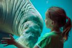 4 kaartjes Dolfinarium, Tickets en Kaartjes, Drie personen of meer, Ticket of Toegangskaart