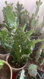 Cactus plant met pot €12, Ophalen, Cactus, Volle zon, Minder dan 100 cm