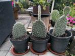 Jinge cactus Opuntia / schijfcactus, Ophalen, Cactus, Volle zon, Minder dan 100 cm