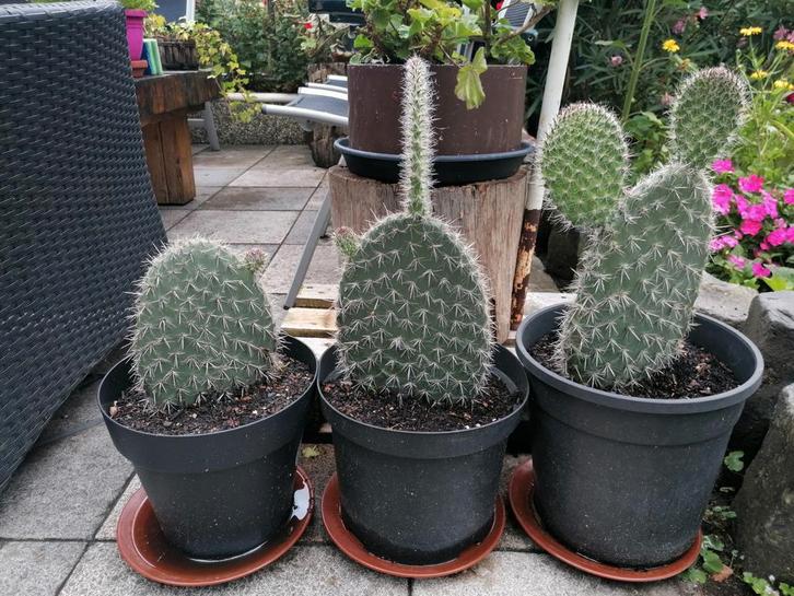 Jonge cactus Opuntia / schijfcactus, Huis en Inrichting, Kamerplanten, Cactus, Minder dan 100 cm, Volle zon, Ophalen