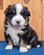 Australian shepherd x Berner sennen pups, Dieren en Toebehoren, Honden | Herdershonden en Veedrijvers, Nederland, 8 tot 15 weken