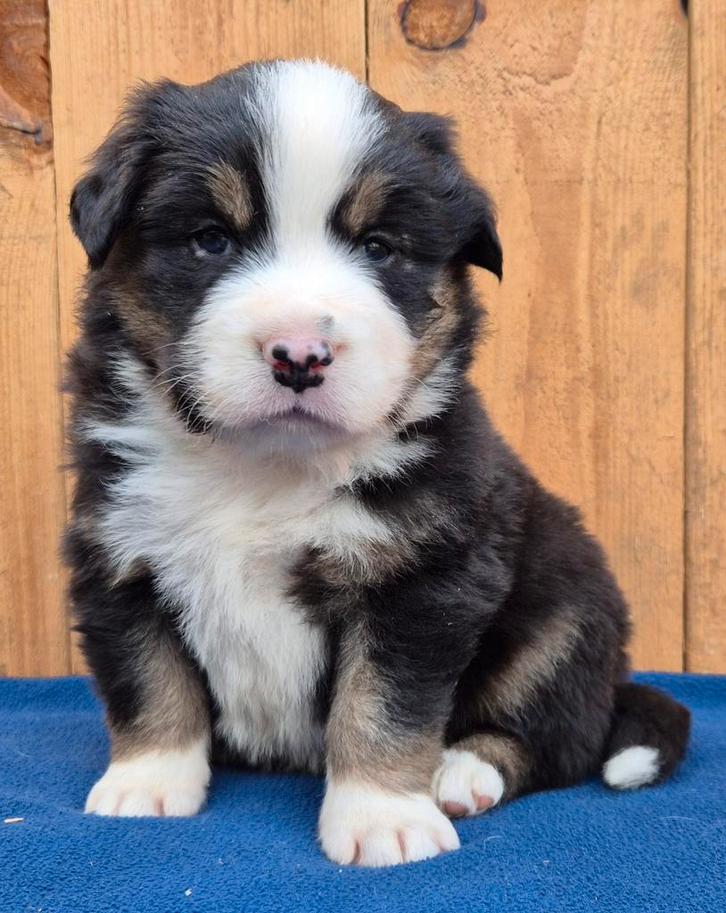 Australian shepherd x Berner sennen pups, Dieren en Toebehoren, Honden | Herdershonden en Veedrijvers, Meerdere dieren, Fokker | Professioneel