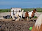 Verzorgsters gezocht voor pony's, Ophalen of Verzenden