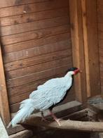 Trio zilverfazanten 2024, Dieren en Toebehoren, Meerdere dieren, Overige soorten