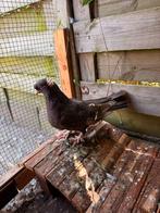 Takla duiven, Dieren en Toebehoren, Vogels | Duiven, Meerdere dieren