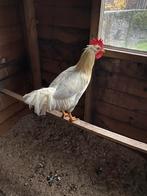 Gratis witte haan., Dieren en Toebehoren, Pluimvee, Mannelijk, Kip