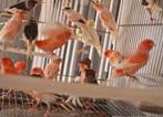 zingende zangkanaries in vele kleuren, Dieren en Toebehoren, Vogels | Kanaries, Meerdere dieren