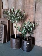 Nieuwe olijfboompjes binnen! 
48cm €19,50 p.s.
68cm €25,, Ophalen of Verzenden, Nieuw, Binnen