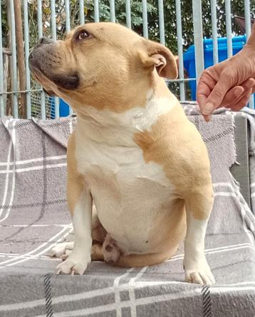 ABKC American bully pocket dekreu  beschikbaar voor biedingen