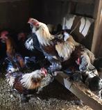 Te koop: jonge hanen, Dieren en Toebehoren, Mannelijk, Kip