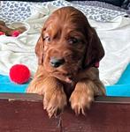 Ierse Setter Pups LAATSTE 2 REUTJES, Dieren en Toebehoren, Rabiës (hondsdolheid), 8 tot 15 weken, Meerdere, Meerdere dieren