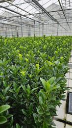 Euonymus Green Spire - zware plant - zeer hoge haagplant, Tuin en Terras, Planten | Struiken en Hagen, Ophalen of Verzenden, Overige soorten