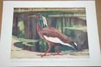 Antieke kleurenlitho - Japanse Kuif-Ibis - Ca 1900 !!, Antiek en Kunst, Ophalen of Verzenden