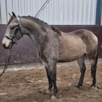 Super gave valk, Dieren en Toebehoren, Pony's, Gechipt, Ruin, 3 tot 6 jaar, Recreatiepony