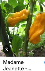 moestuinplantjes madame jeanette peper plant, Tuin en Terras, Ophalen, Volle zon, Groenteplanten, Eenjarig
