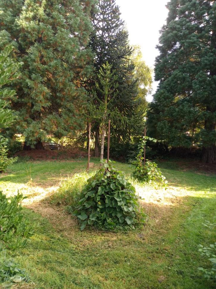 Scholieren gevraagd voor tuin en ruim werk, Vacatures, Vacatures | Overige Vacatures, Overige niveaus, Starter, Overige vormen