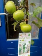 groen appelboom, Ophalen, 100 tot 250 cm, Appelboom, Lente