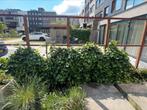 5 meter hedera, recent gesnoeid, Tuin en Terras, Ophalen, Overige soorten, 100 tot 250 cm