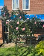 Stamroos, Tuin en Terras, Planten | Bomen, Ophalen, Overige soorten