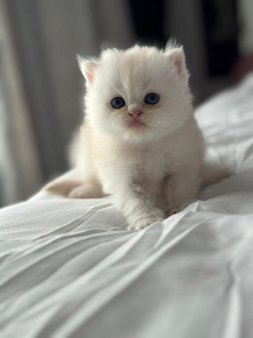 Britse Langhaar, Dieren en Toebehoren, Katten en Kittens | Raskatten | Langhaar, Meerdere dieren, Ontwormd