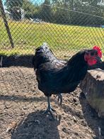 Prachtige zwarte haan Australorp, Dieren en Toebehoren, Pluimvee, Mannelijk, Kip