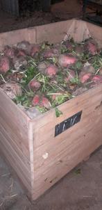 Voederbieten, Dieren en Toebehoren, Dierenvoeding, Ophalen, Vee