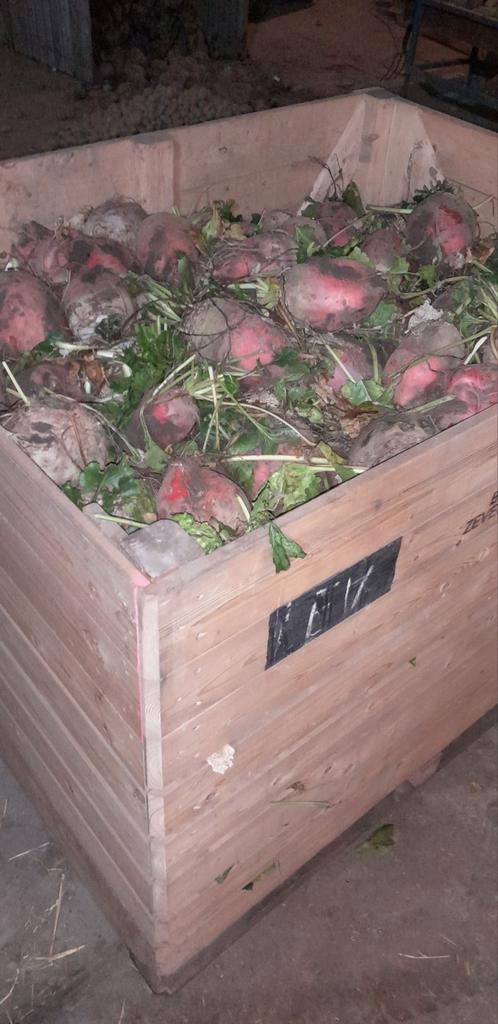 Voederbieten, Dieren en Toebehoren, Dierenvoeding, Vee, Ophalen