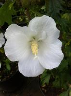 Div. soorten Hibiscus, Volle zon, Vaste plant, Zomer, Ophalen