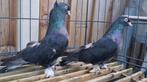 Takla Risasi, Dieren en Toebehoren