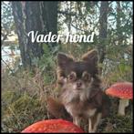 Tekoop 2 liever reutjes mooie chihuahua pups, Dieren en Toebehoren, Honden | Chihuahua's en Gezelschapshonden, Meerdere, Meerdere dieren