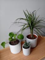 3 kamerplanten set 10-30cm incl potten, Ophalen, Overige soorten, Halfschaduw, In pot