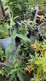 Vlinder struik €:per stuk €3, Tuin en Terras, Planten | Tuinplanten, Ophalen of Verzenden, Zomer, Overige soorten, Volle zon