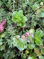 Sedum - dak sedum - tuin sedum - topkwaliteit, Ophalen of Verzenden, Bodembedekkers, Volle zon